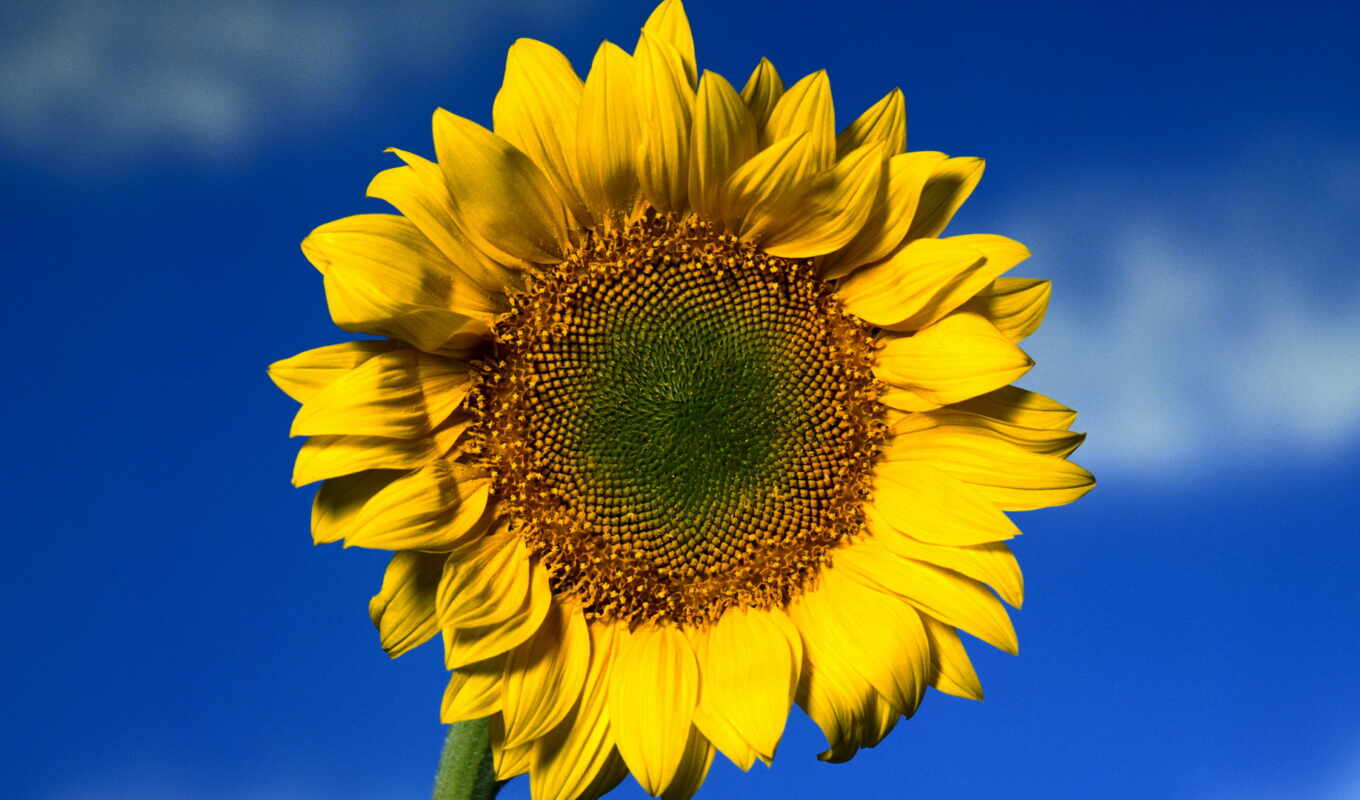 sky, flowers, whole, spring, sunflowers, cvety, sunflowers, sunny, colors