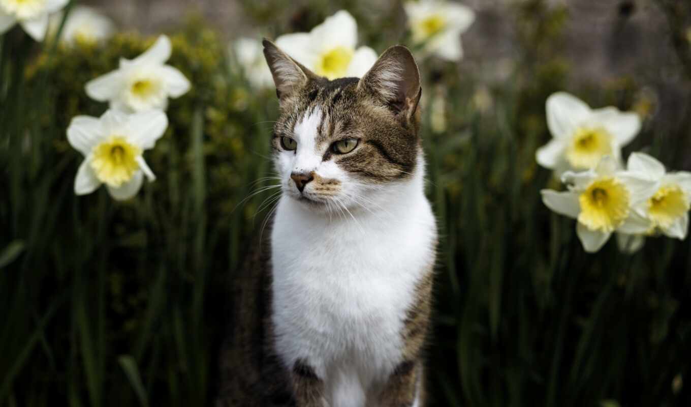 cat, animal, spring, puzzle, cvety, daffodils, flowerbed