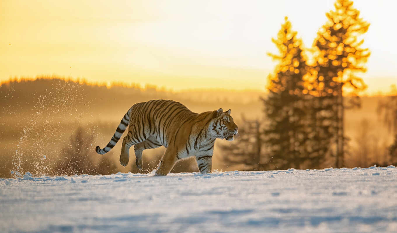 nature, lion, snow, winter, field, cat, left, tiger, tigris