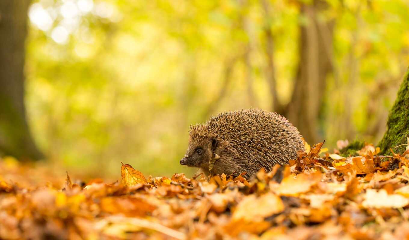good, autumn, foliage, mark, hedgehog, narrow, bridger, shirokoformatnyi