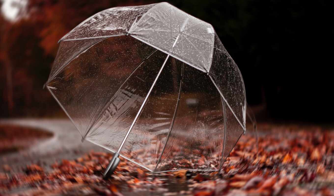 природа, drop, лист, дождь, дерево, осень, зонтик, fore
