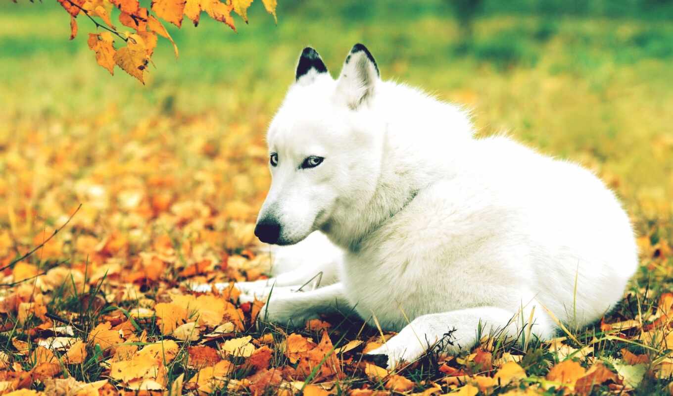 white, dog, animation, autumn, wolf, because