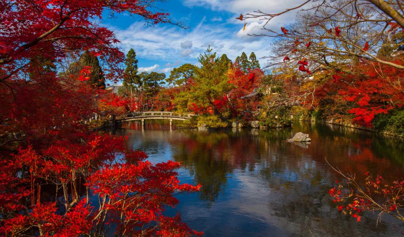 nature, tree, stone, japanese, autumn, pond, park