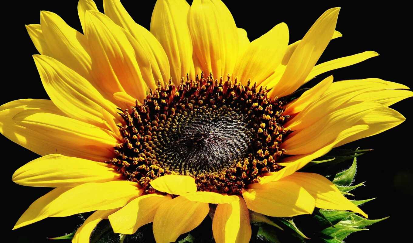 flowers, background, sunflower, plant, yellow, hoa, taste, application, pxfuelpage