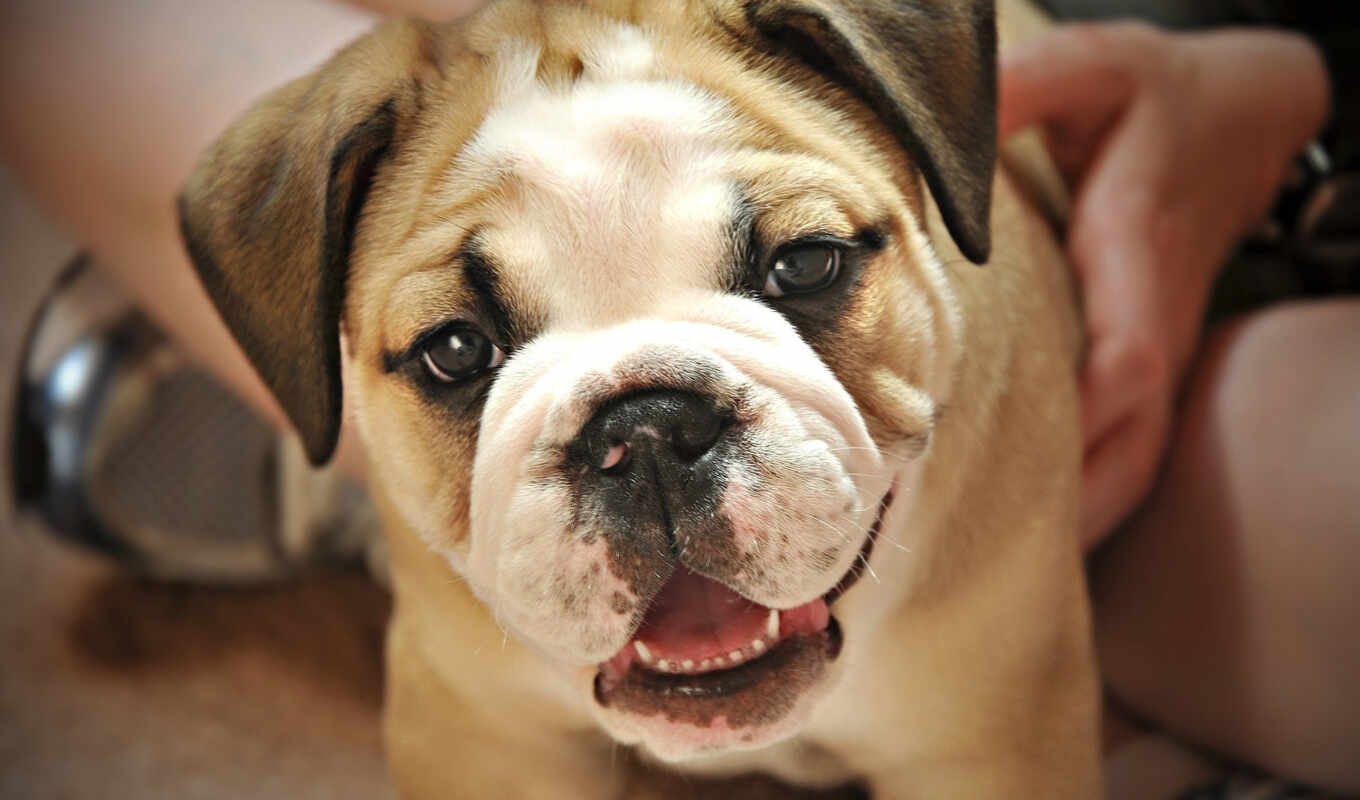 eyes, cute, dog, puppy, mouth, puzzle, tooth, bulldog