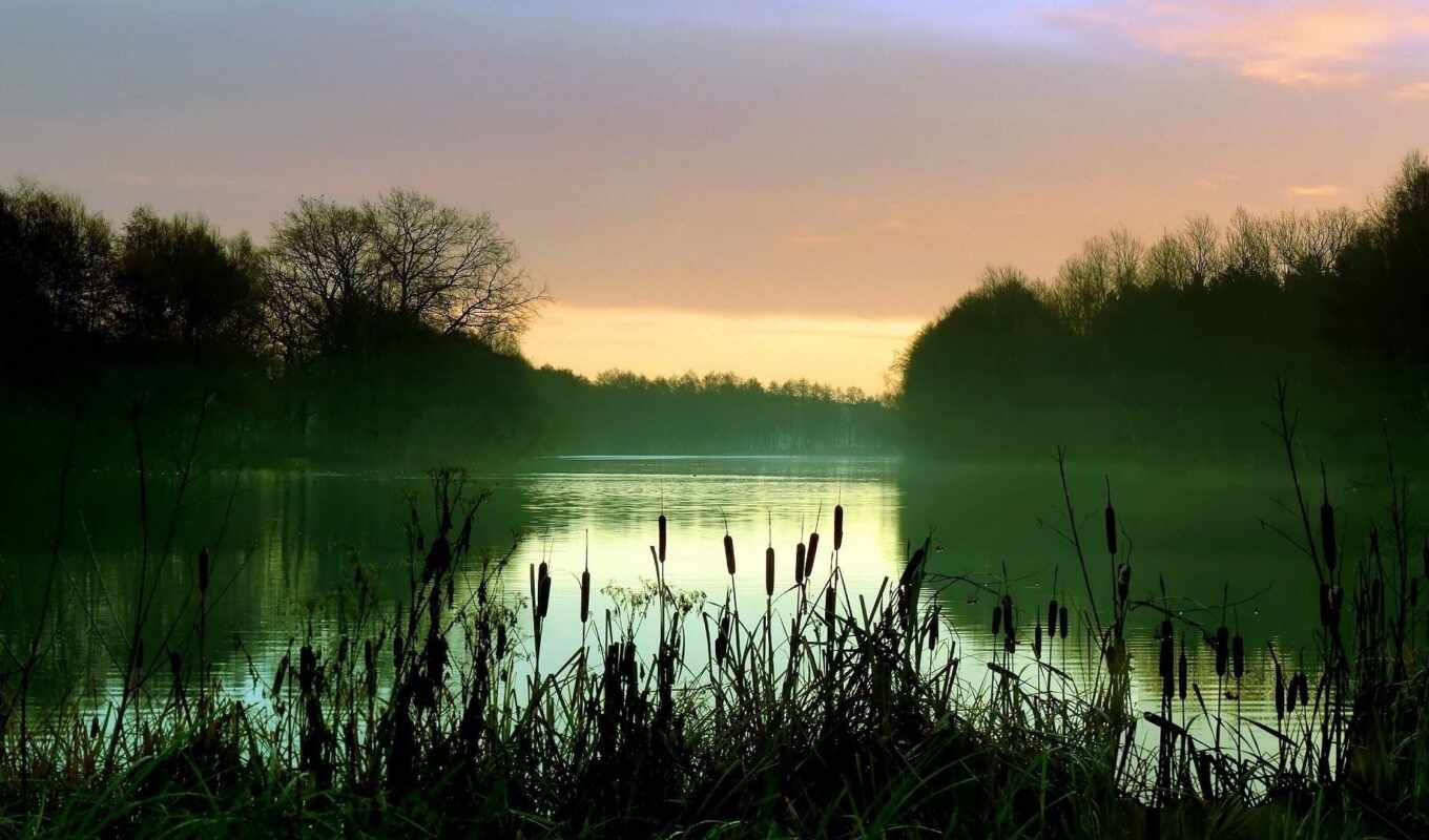 lake, water, forest, fog, reeds, reed