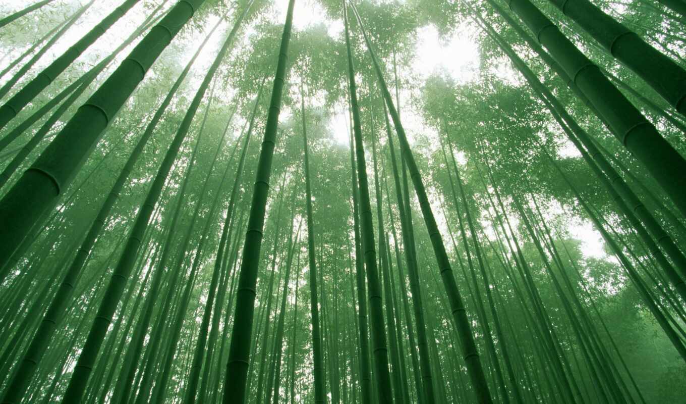 лес, бамбук, trees, сагано
