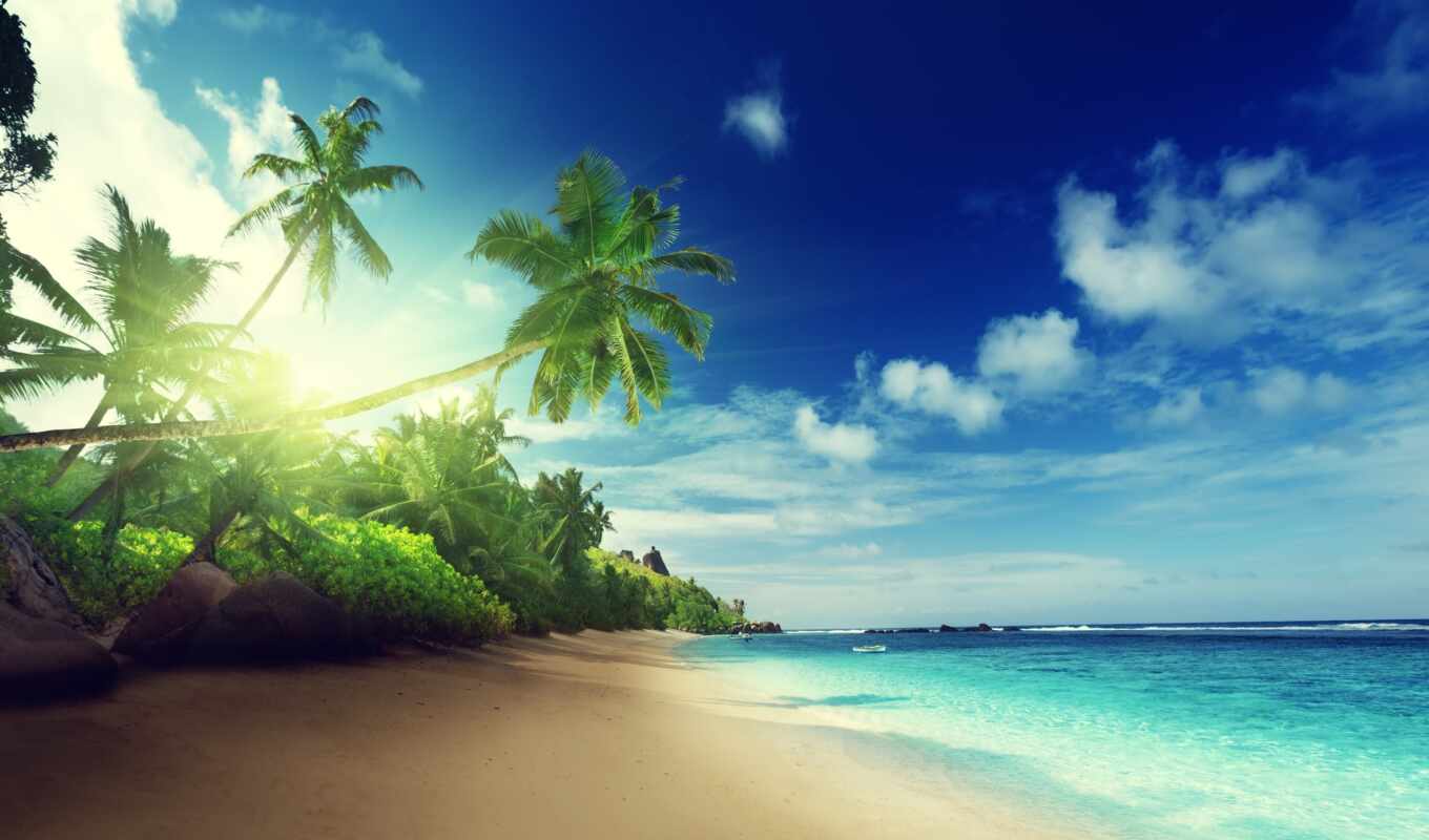 nature, full, sun, beach, sea, coast, palm trees, ocean