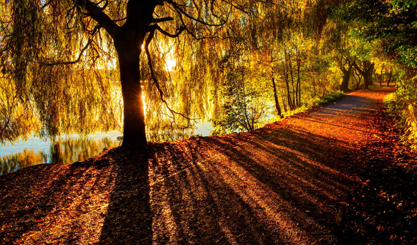 природа, тона, листья, лес, дорога, осень, пасть, park, река, trees, тропинка
