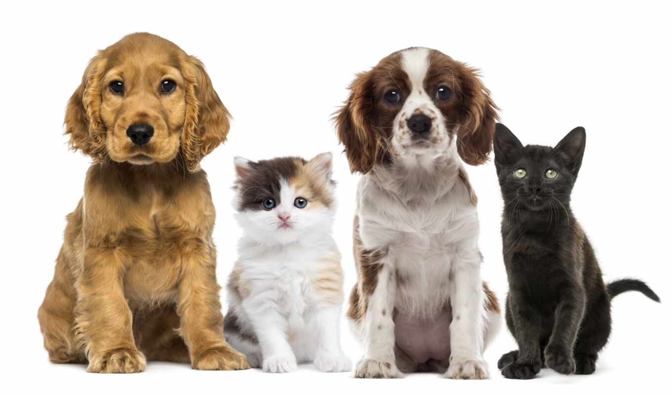 кот, площадь, собака, have, animal, pet, cleveland, ветеринарный