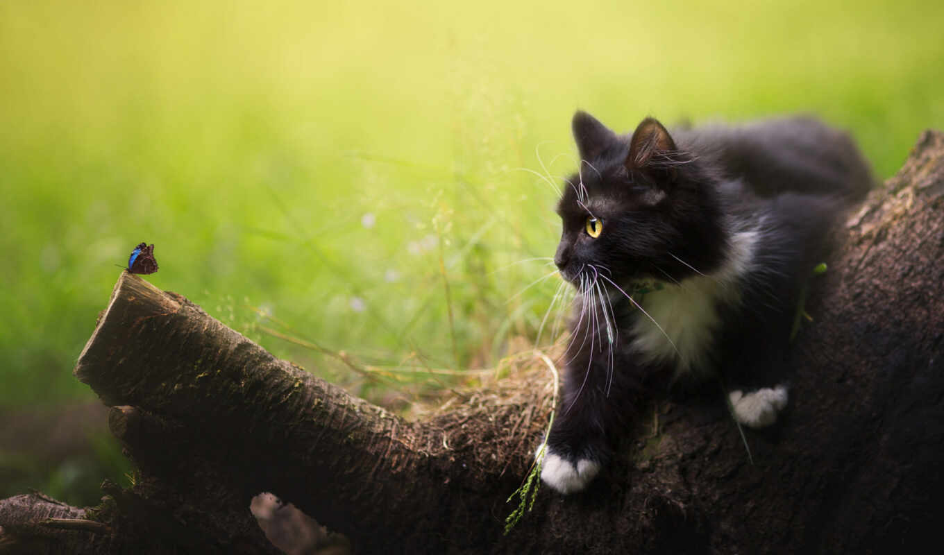 cat, grassland