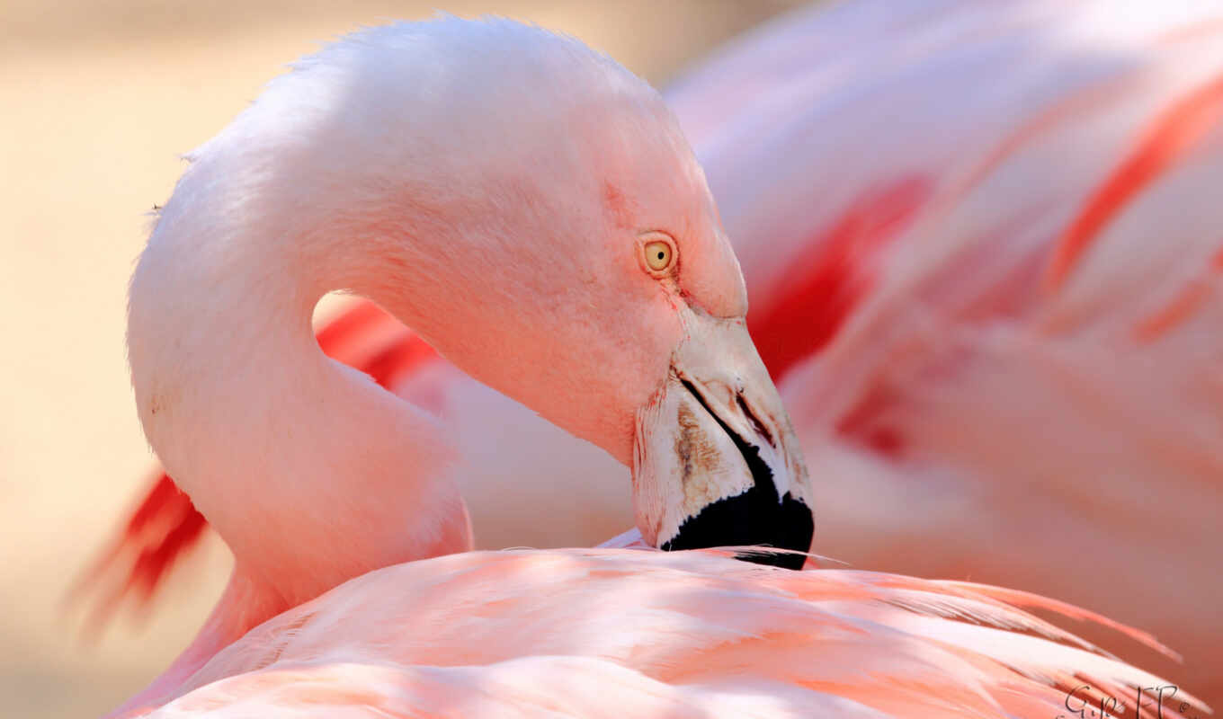 bird, flamingo, beak