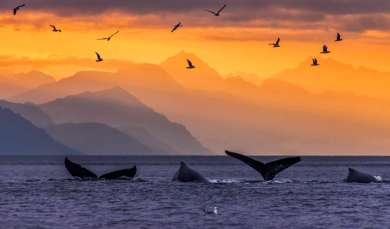 закат, кит, humpback