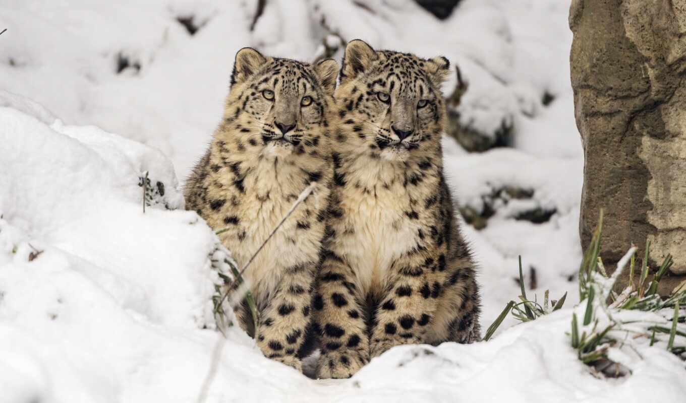 снег, кот, биг, леопард, animal, детёныш, ирбис