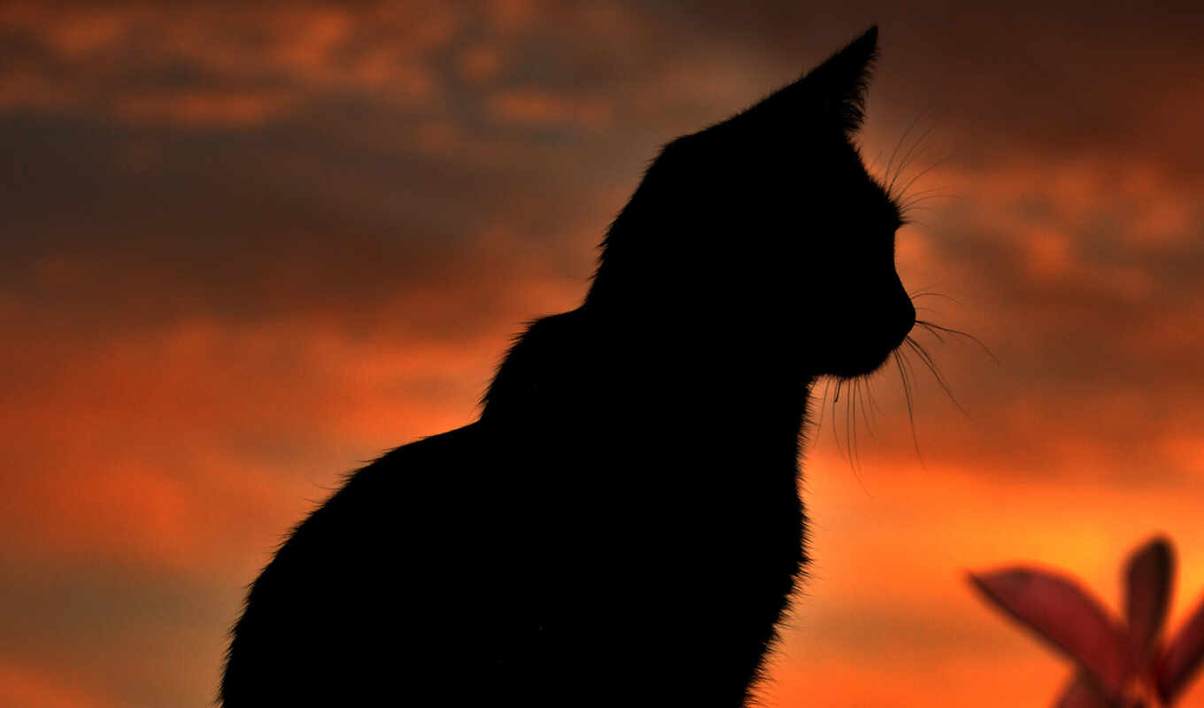 sunset, cat, animal, a shadow