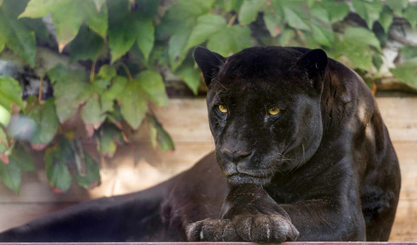 black, кот, леопард, jaguar, panther