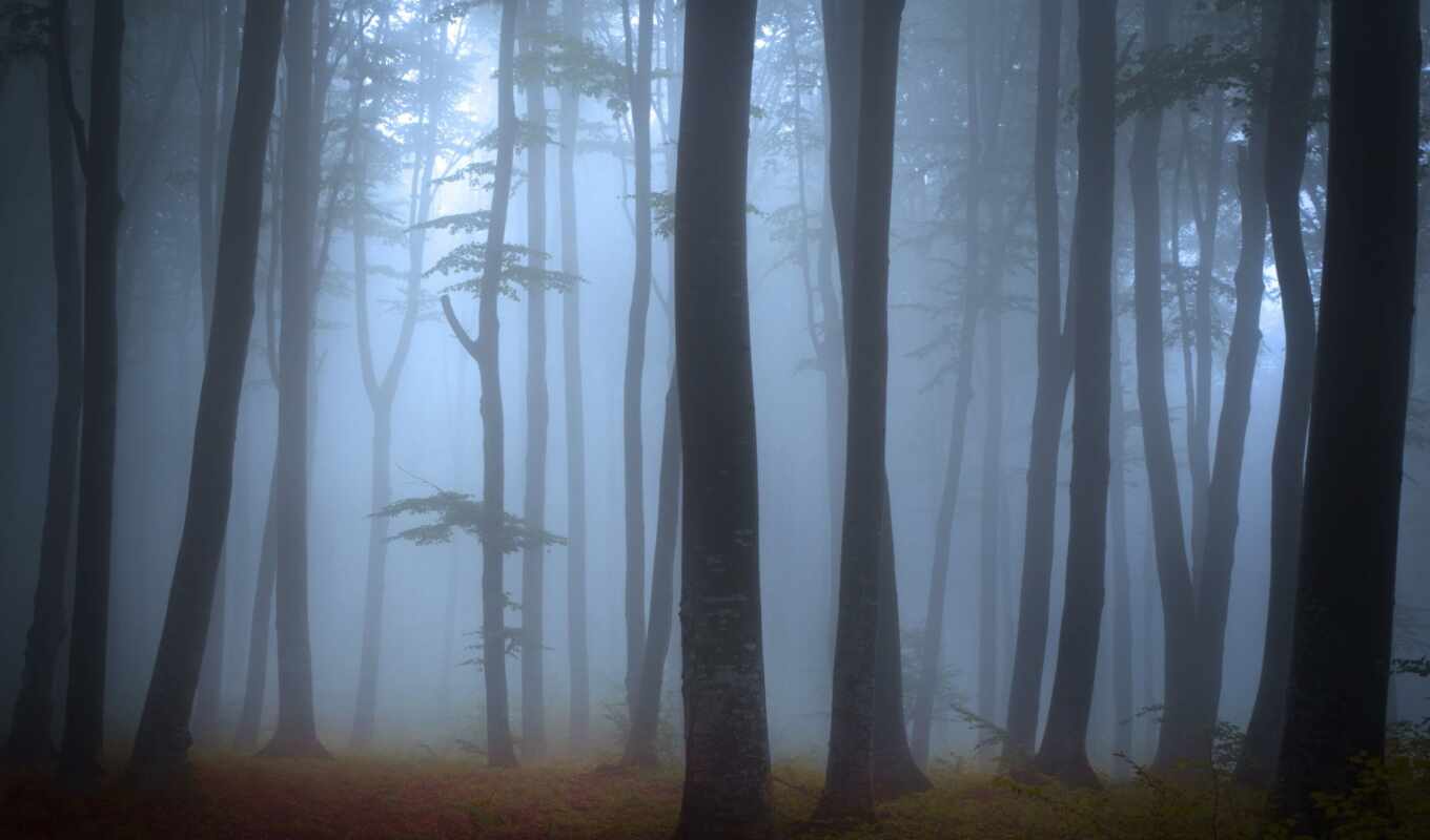 стена, лес, stock, туман, м, foggy