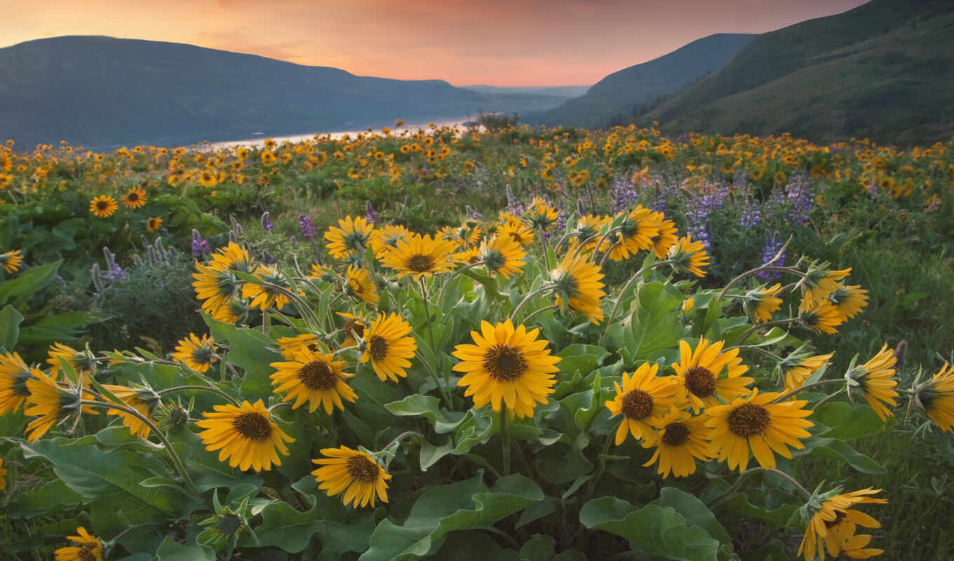 high, field, sunflower, wind, cvety, i'll buy, sunflowers, mountains, margin