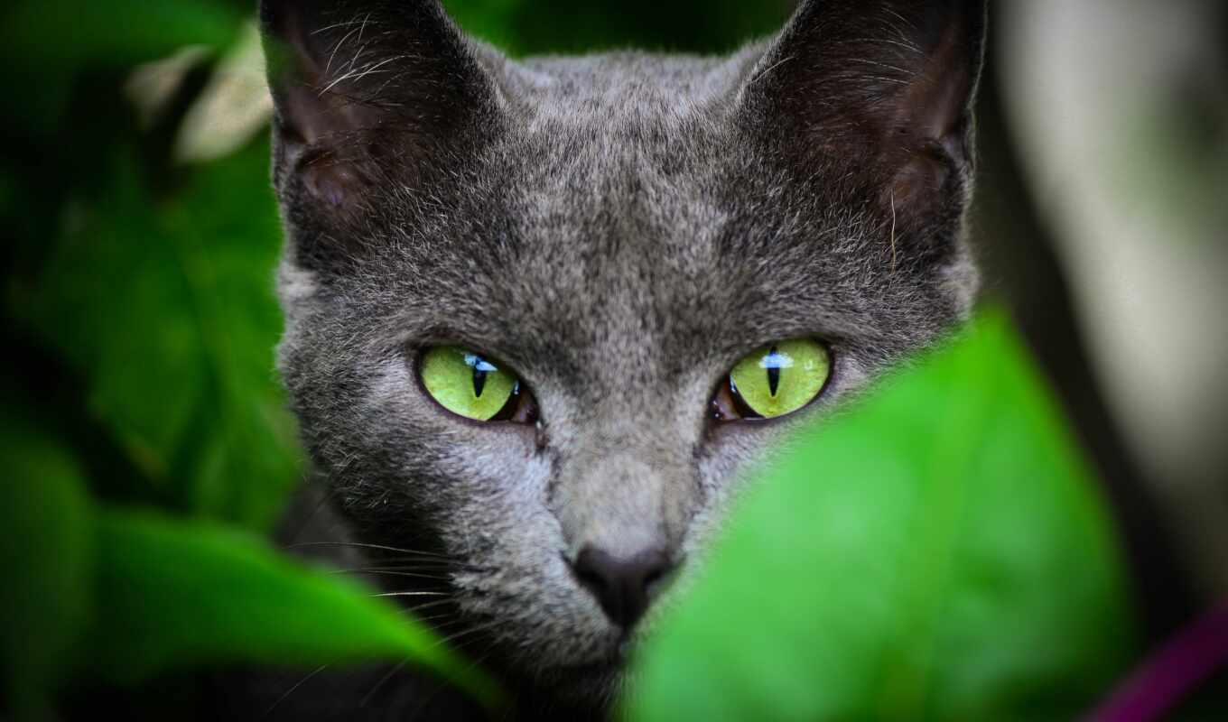 black, зелёный, кот, eyes, речку, larch