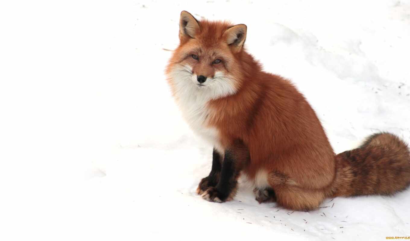 white, snow, winter, ginger, fox, increase, muzzle, foxes, null