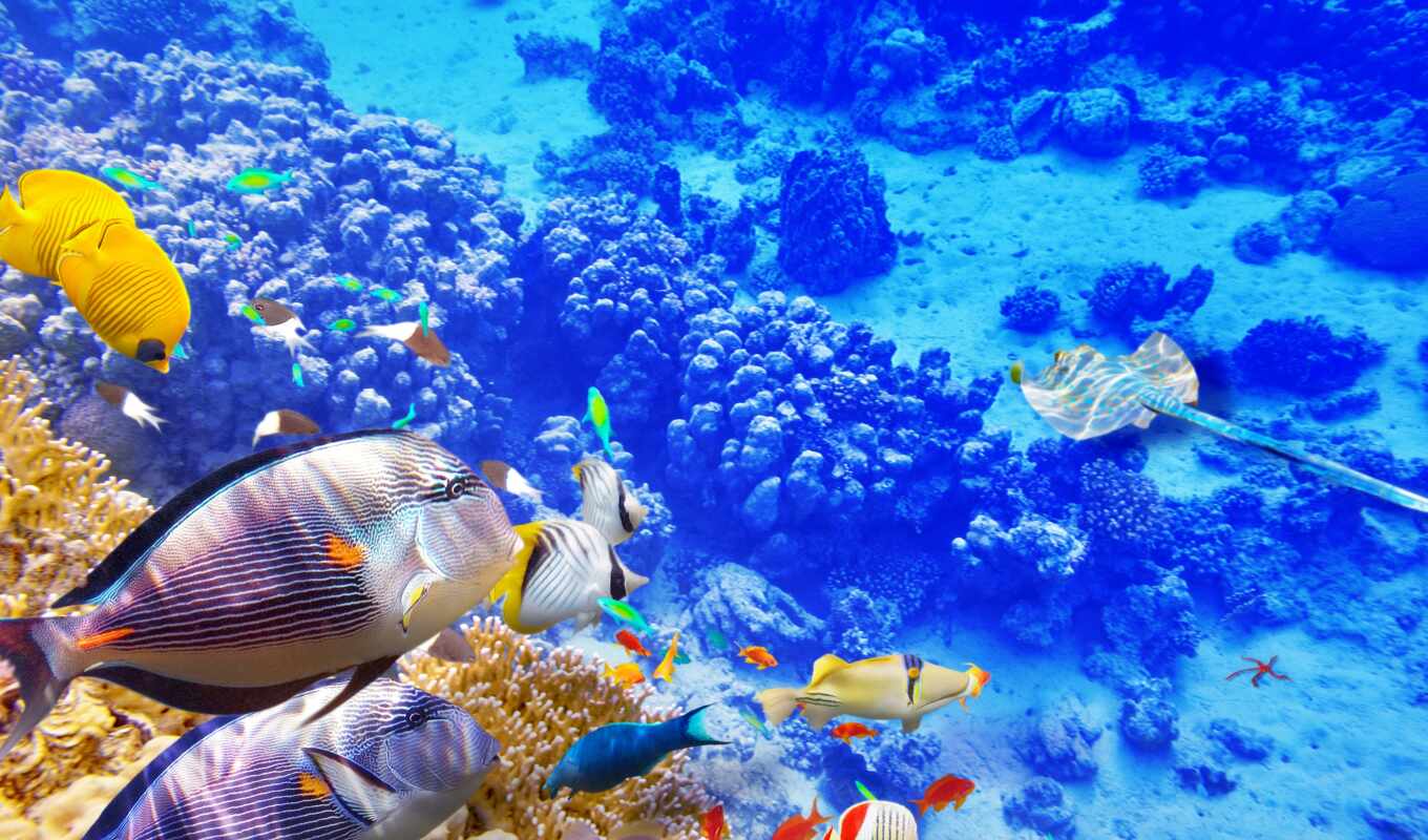 blue, sea, ocean, fish, reef, aquarium, underwater, marine biology, coral reef, natural environment, coralreeffish, coral, sea fishing, tropical fish
