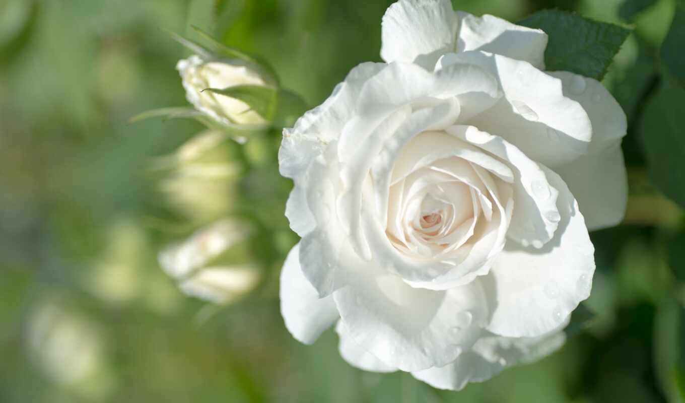 роза, white, garden, tapety, бутон, капелька, dodana, makryi, fototapetum
