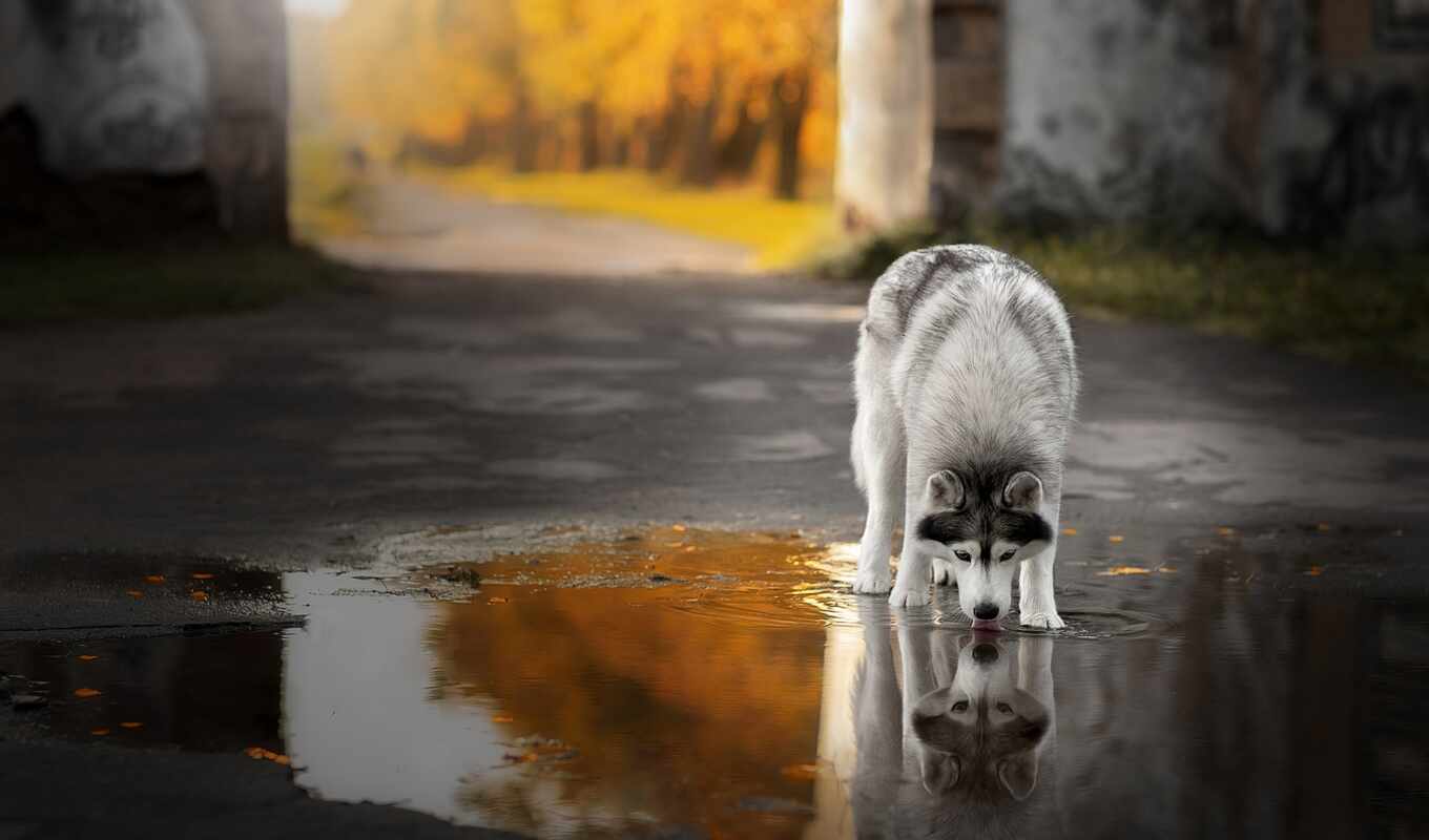 background, water, mountain, group, cat, dog, husky, breed, reflection, husky
