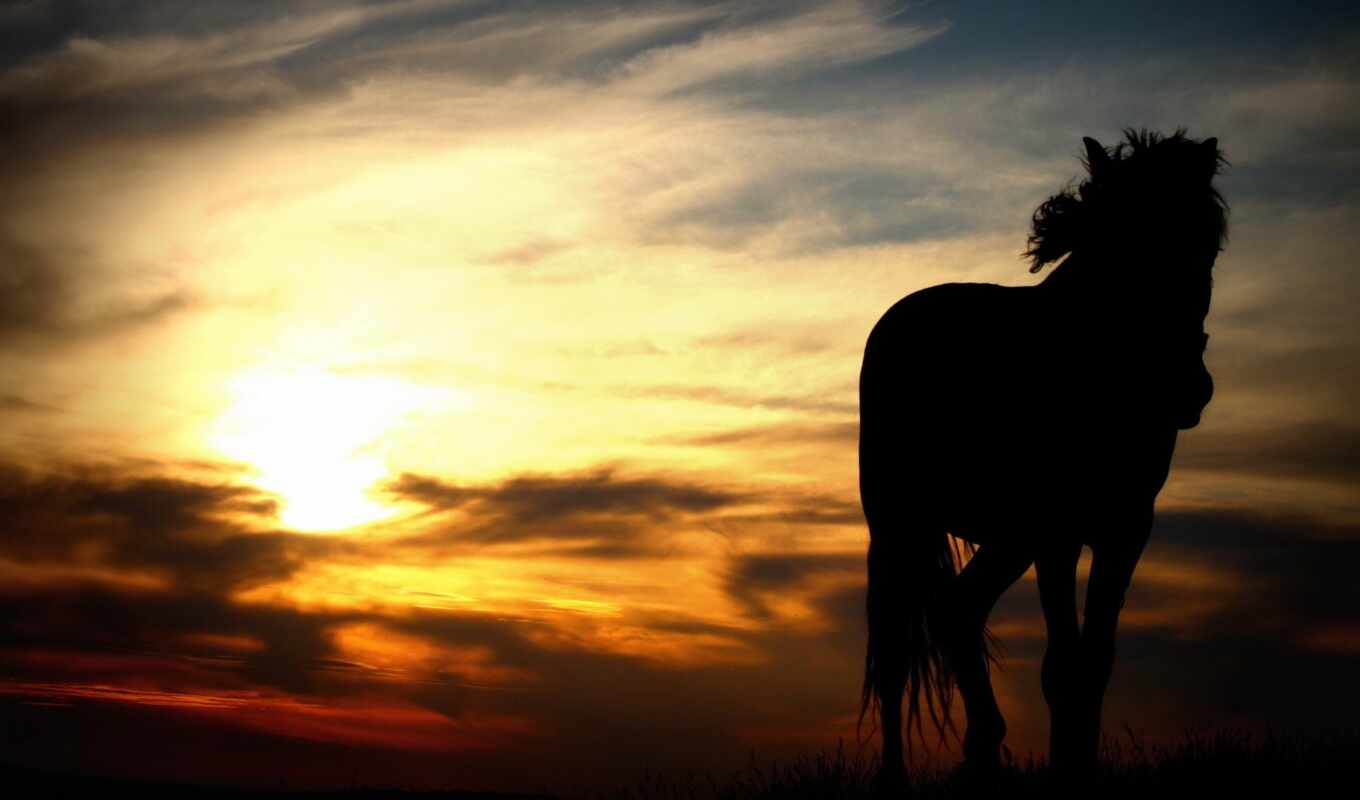 horse, sunset, sunlight, Linda, animal, picture, nature, paisagen