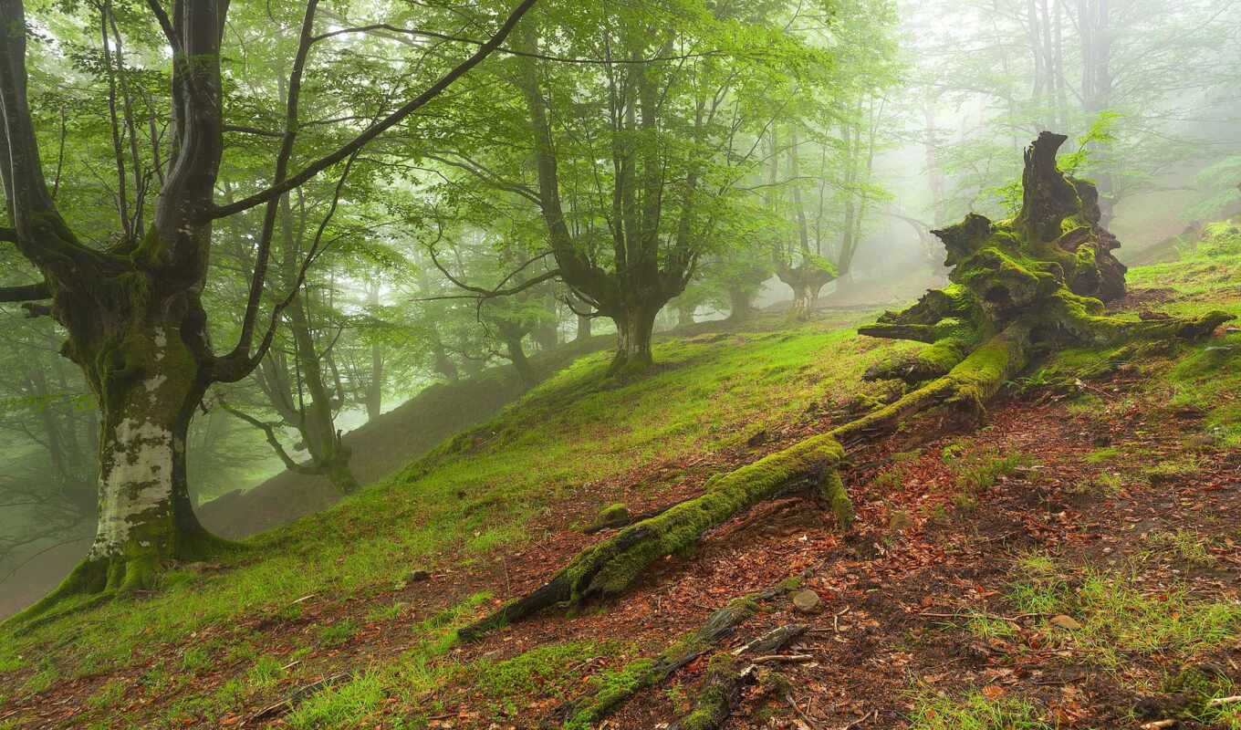 tree, forest, landscape, moss, of, fog, natural, gorbea