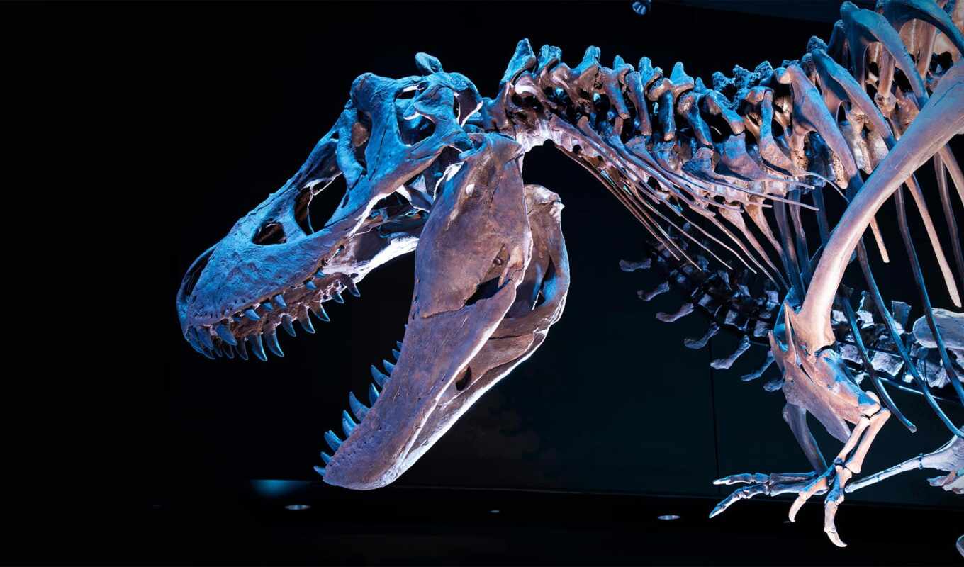 thiranosaurus, skeleton, rex