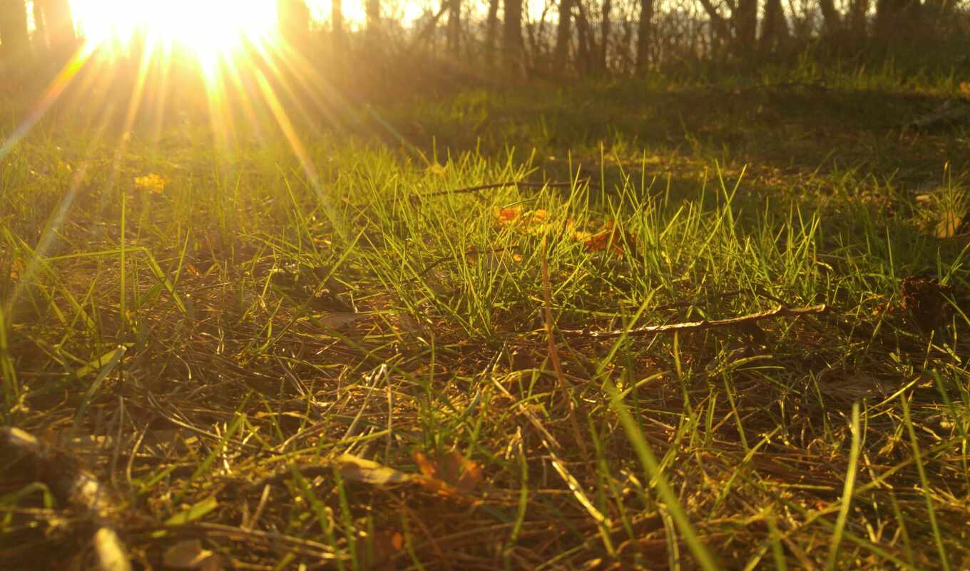 sun, трава, поляна