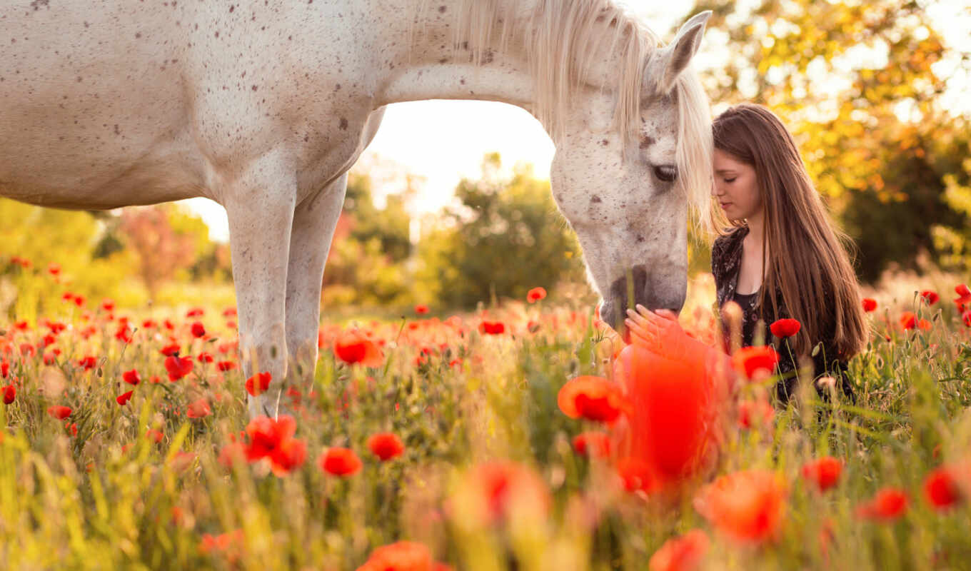 природа, цветы, девушка, картинка, лошадь, найти, тыс, poppy, cowgirl