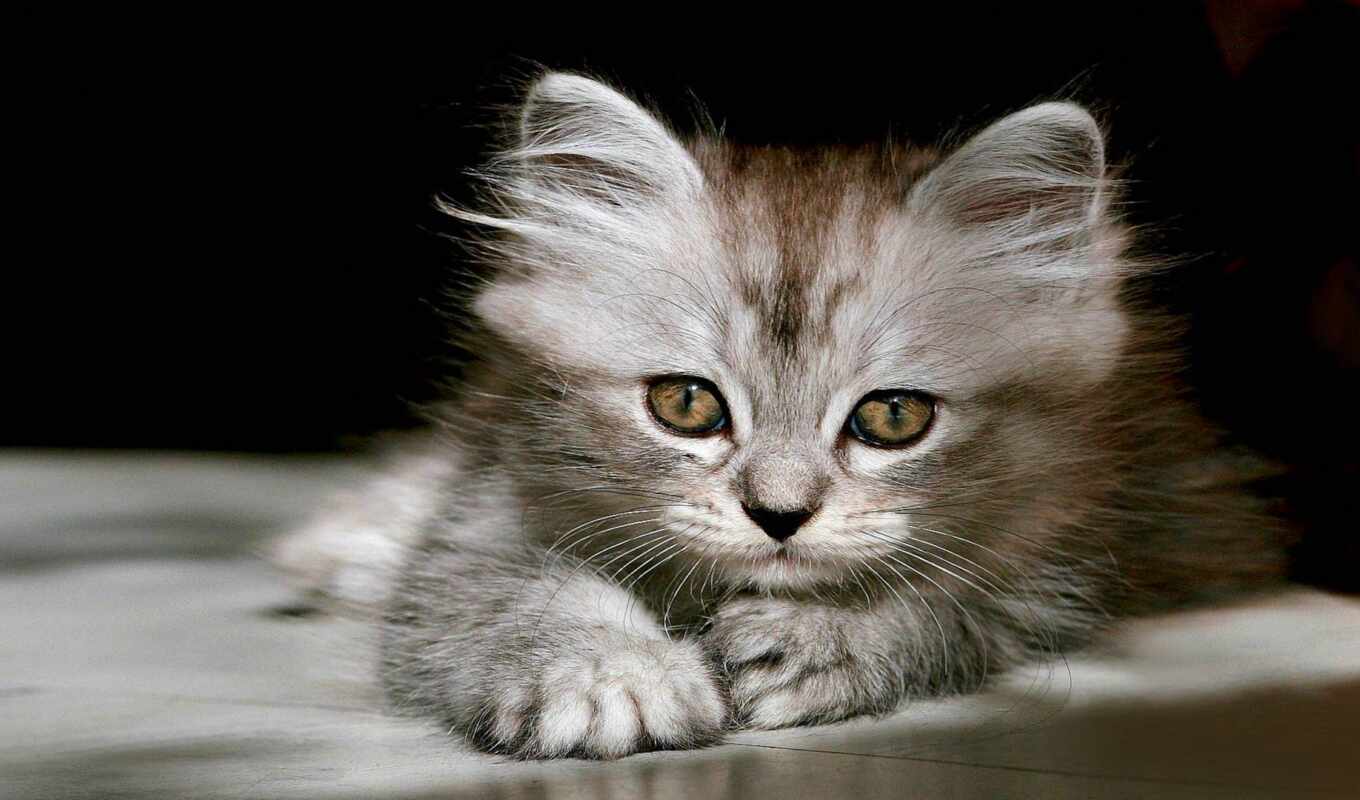 black, white, cat, cute, kitty, animal, baby, kitty, fluffy