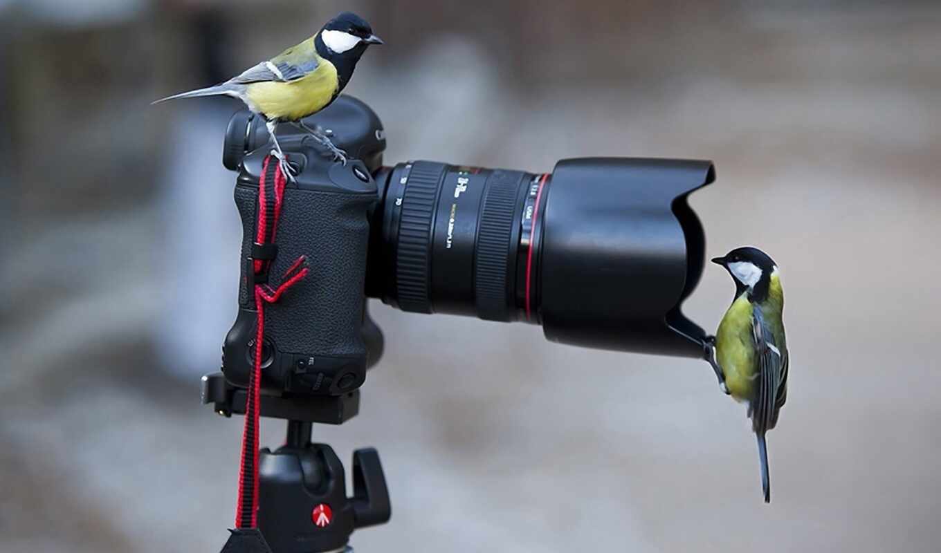 photo camera, bird, tit