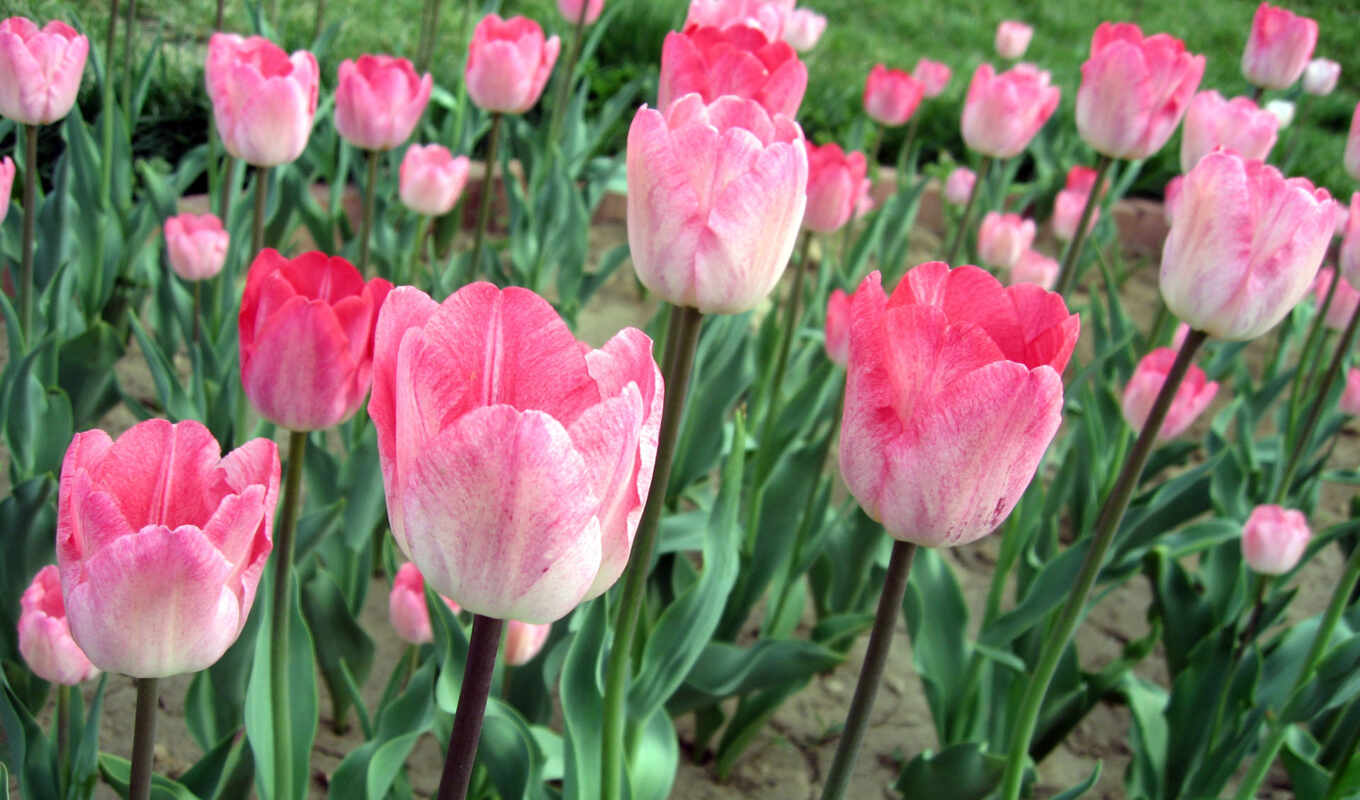 поле, www, цветов, розовые, тюльпаны, марта, plant, тюльпан