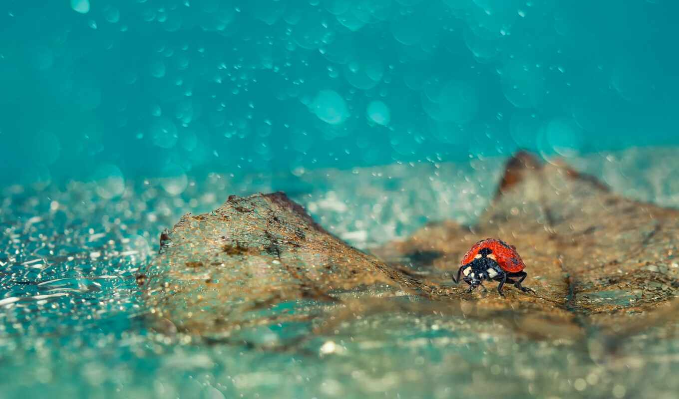 ,rain, drop, божий, ladybug, коровка