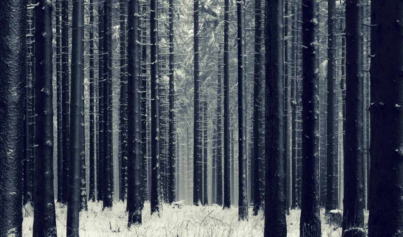 fir, winter, лес, dark