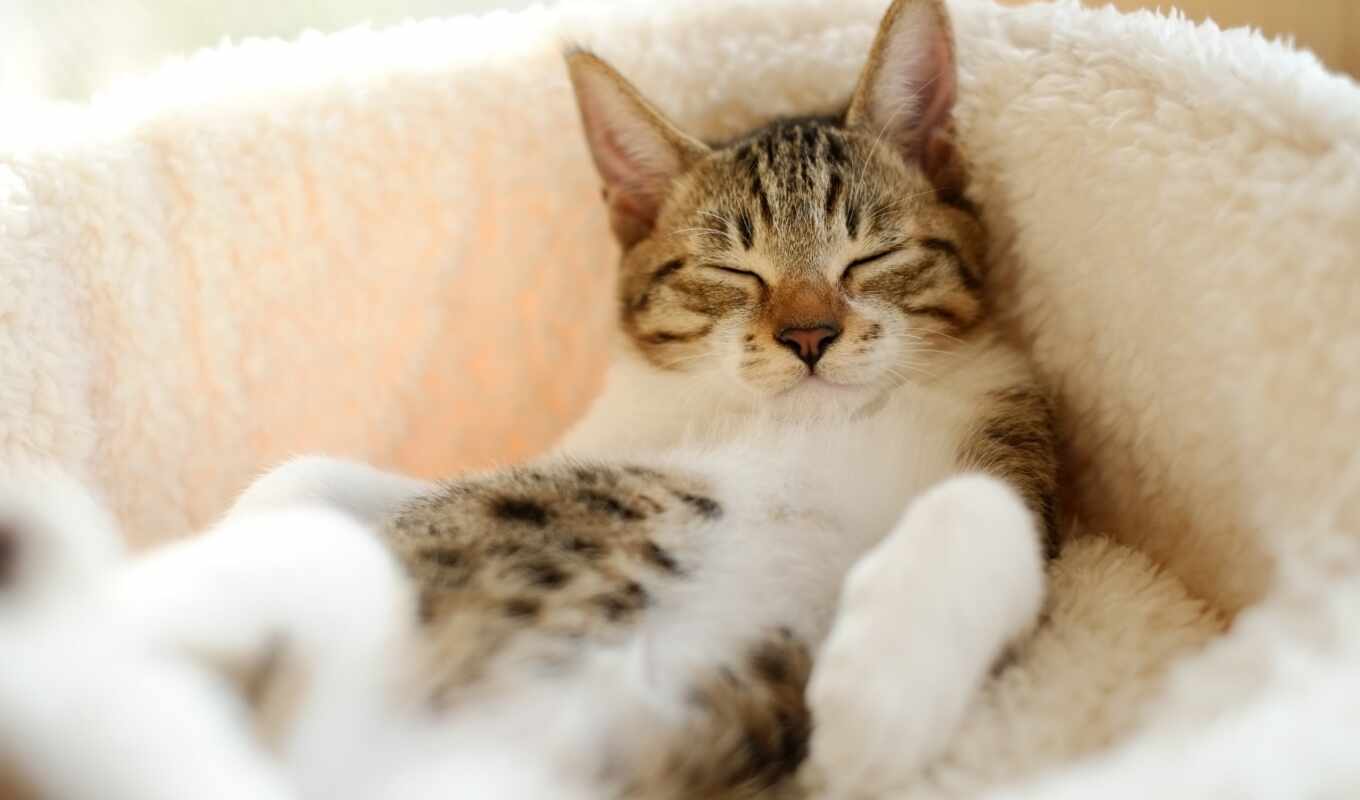 кот, коты, спит, мех, белой, спящие, расслабон, подстилке, irinaz