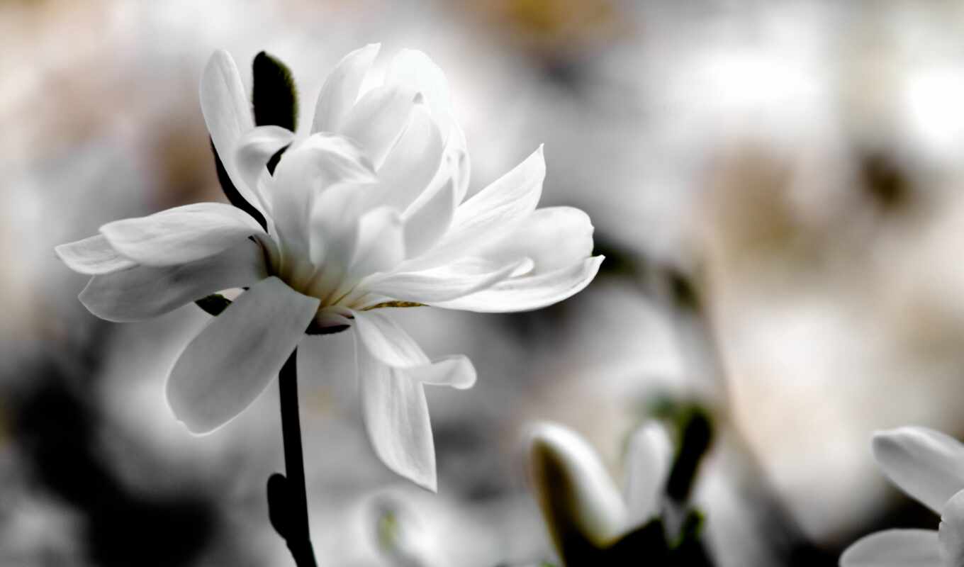 цветы, mobile, white, большой, весна, plan, лепесток, magnolia, smartphone, makryi