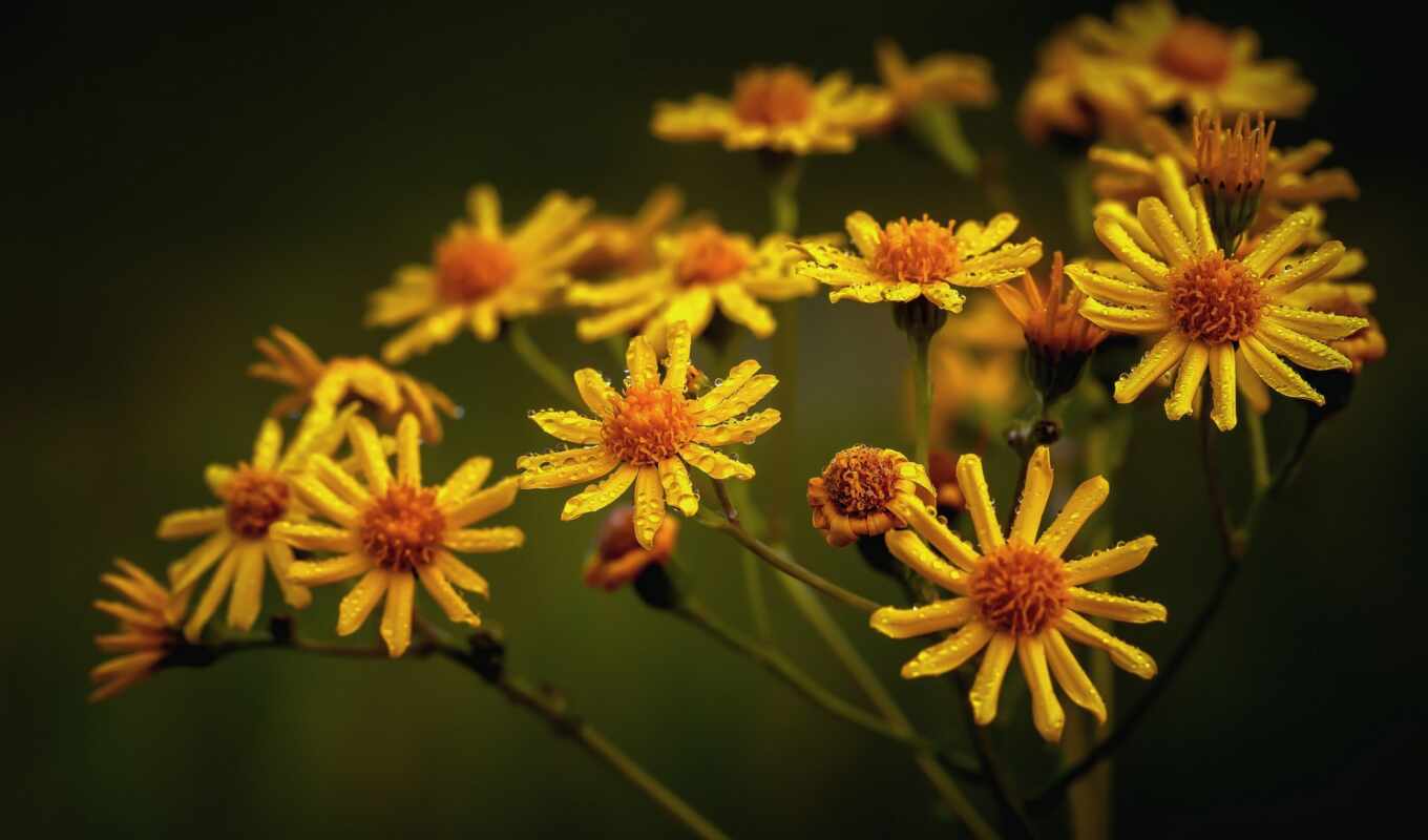 willie, vonischa, ragwort