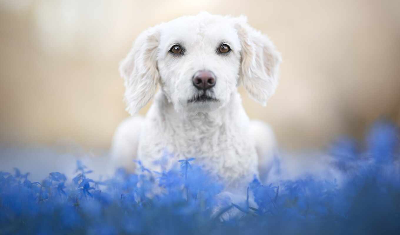 flowers, blue, view, background, cat, dog, muzzle, collect