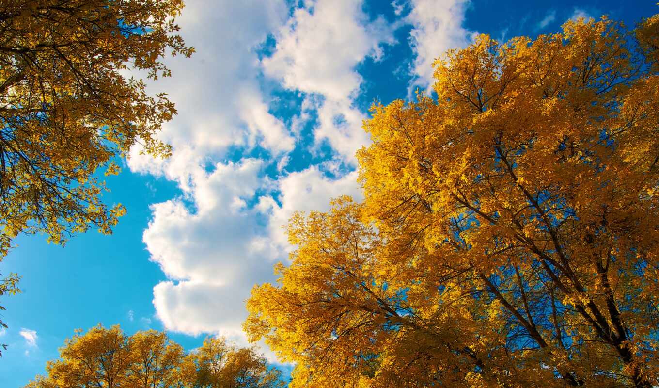 небо, лист, фон, дерево, осень, crown, облако