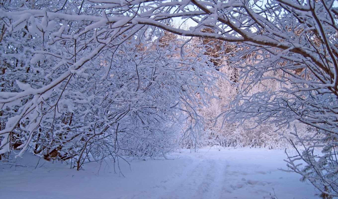 природа, дерево, снег, winter, лес