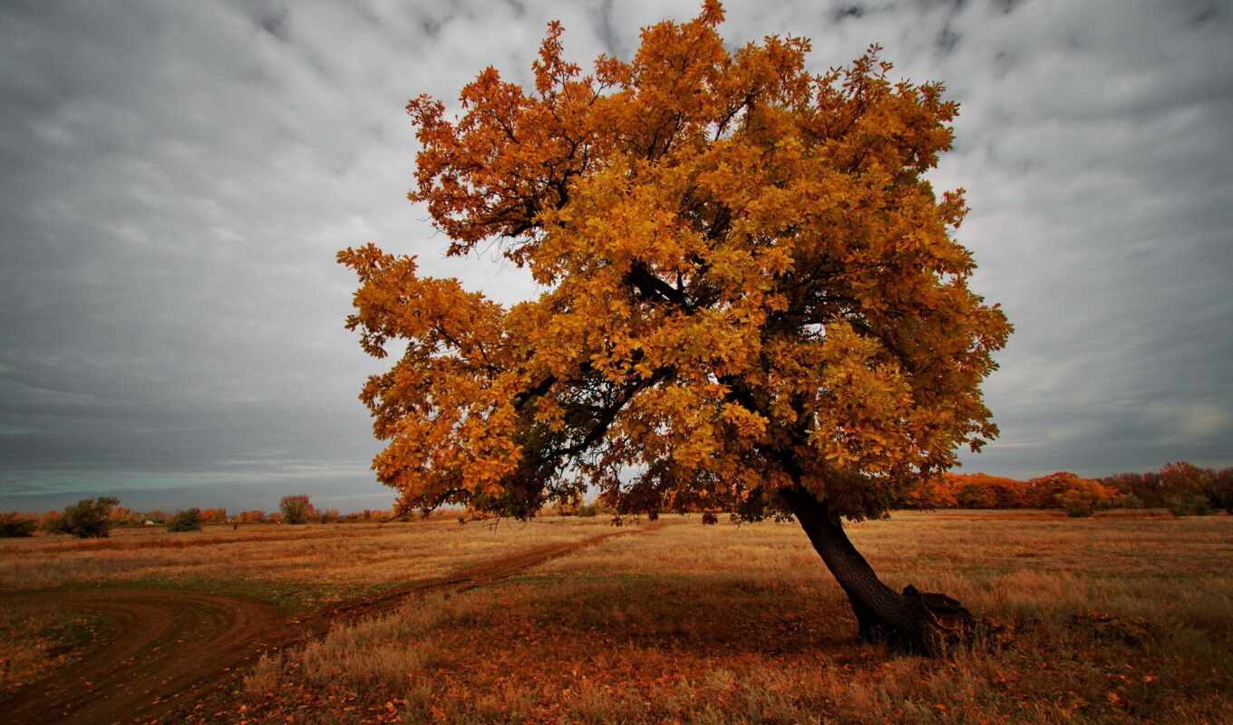 дерево, поле, осень, дуб, oir