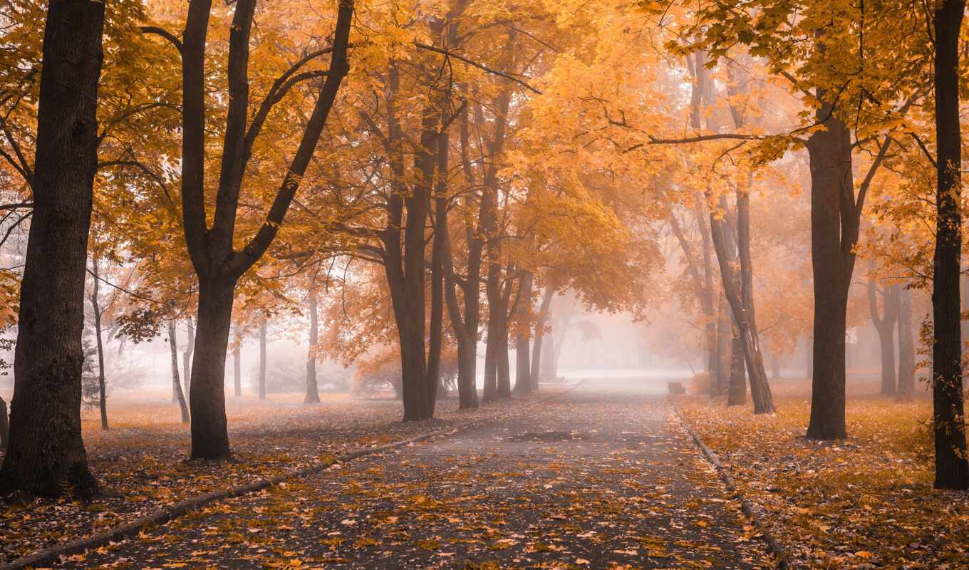 природа, дерево, gallery, осень, листва, пасть, park, туман, rare, parque