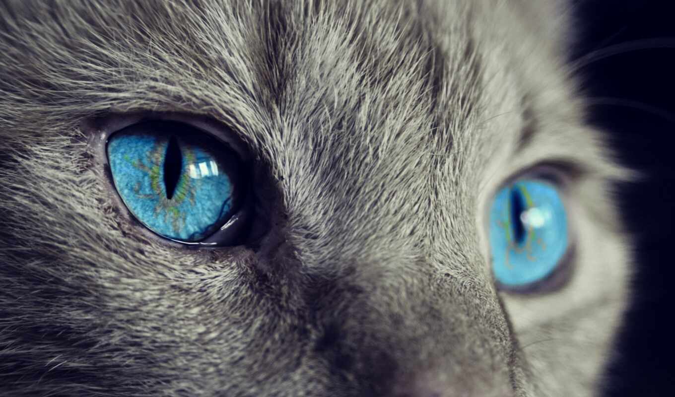 mobile, blue, resolution, глаз, глаза, кот, angel, animal, fantasy