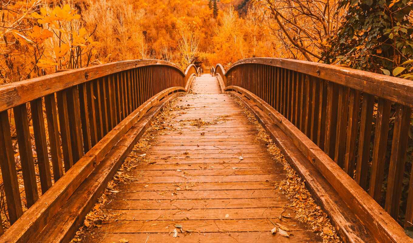 nature, tree, Bridge, inside, autumn, park, wooden, path, leaf, fore