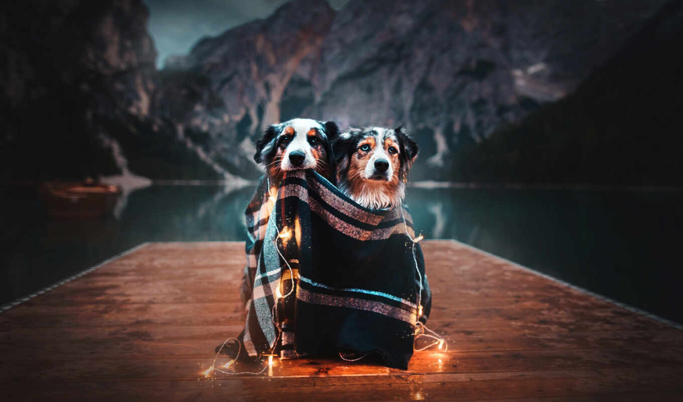 photographer, mountain, couple, to create, dog, awesome, sit, garland, peel, infiltrated, samouchka