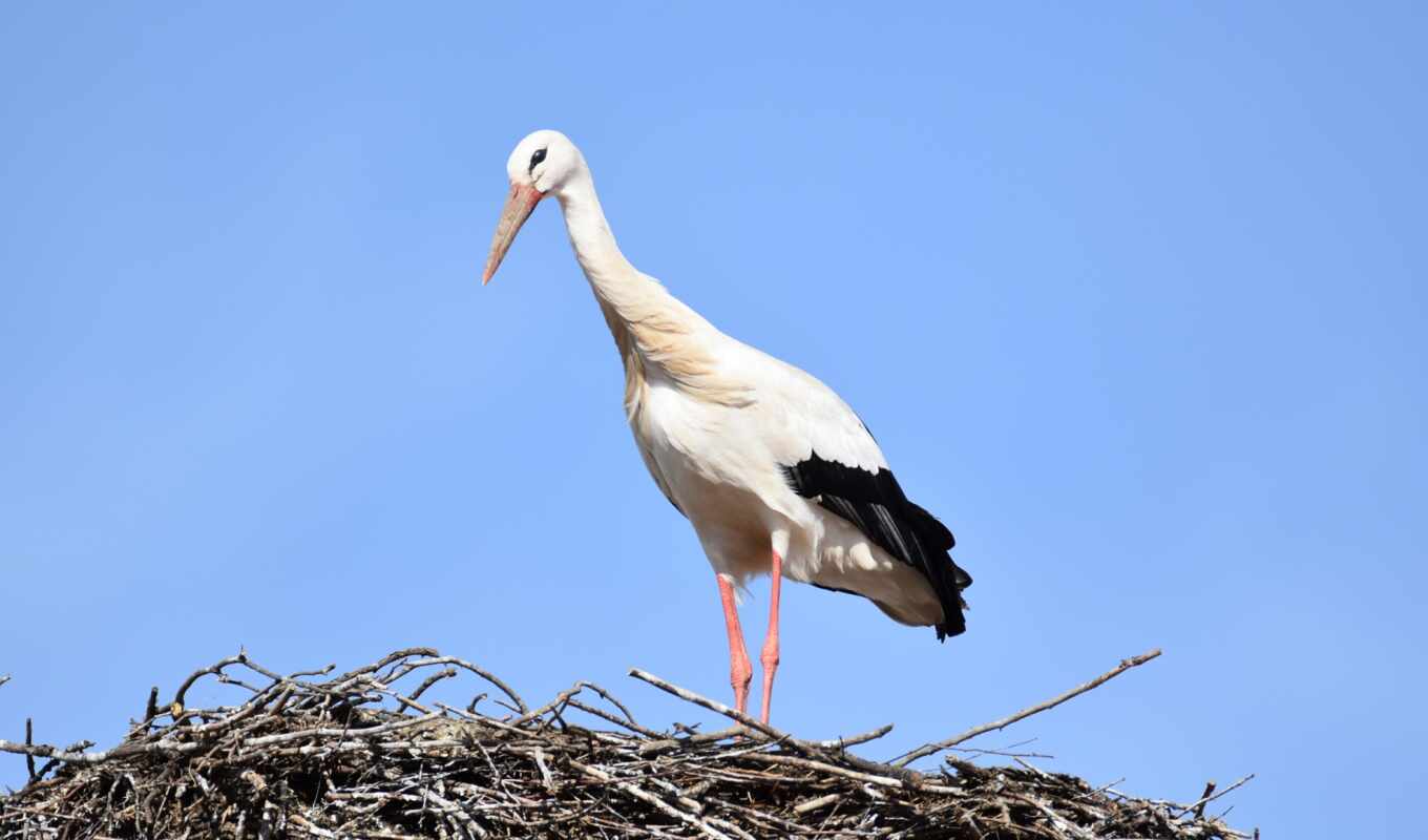 bird, nest, stork