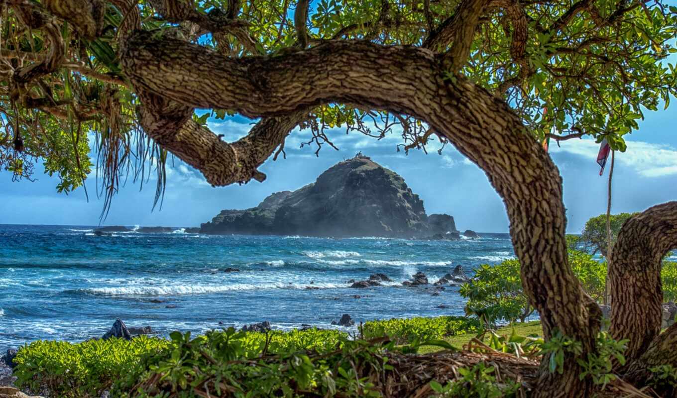 mobile, дерево, пляж, rock, landscape, море, usa, побережье, hawaii